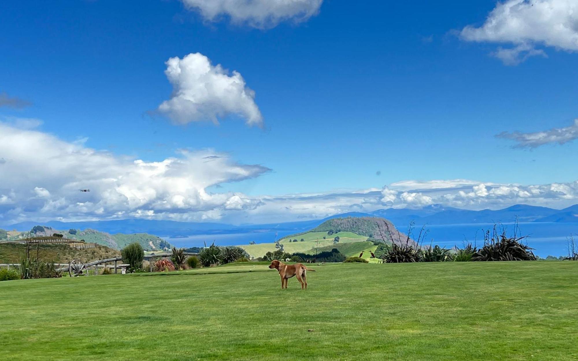 Hilltop Whakaipo Estate Lac Lac Taupo Extérieur photo