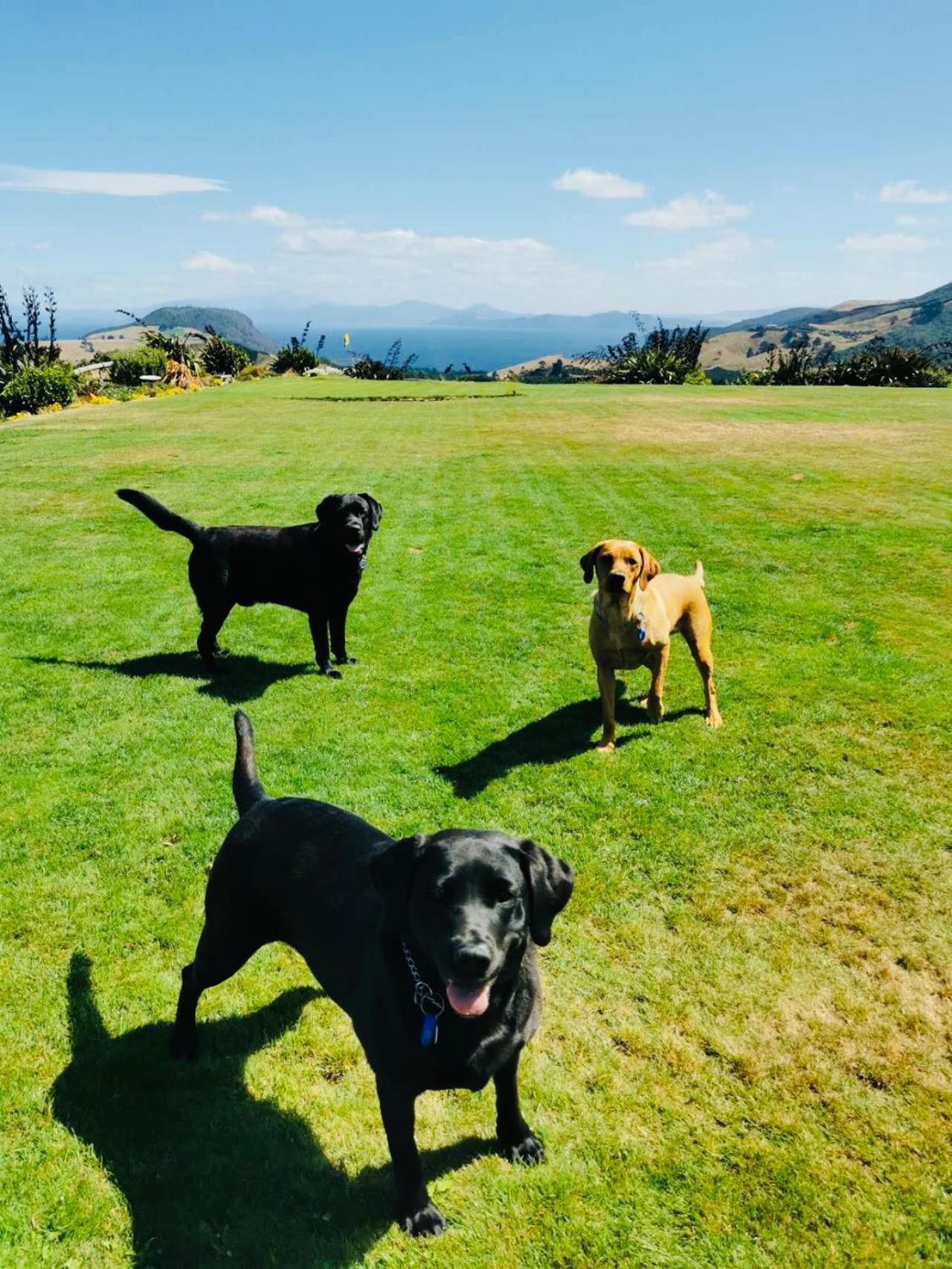 Hilltop Whakaipo Estate Lac Lac Taupo Extérieur photo
